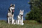 SIBERIAN HUSKY 523